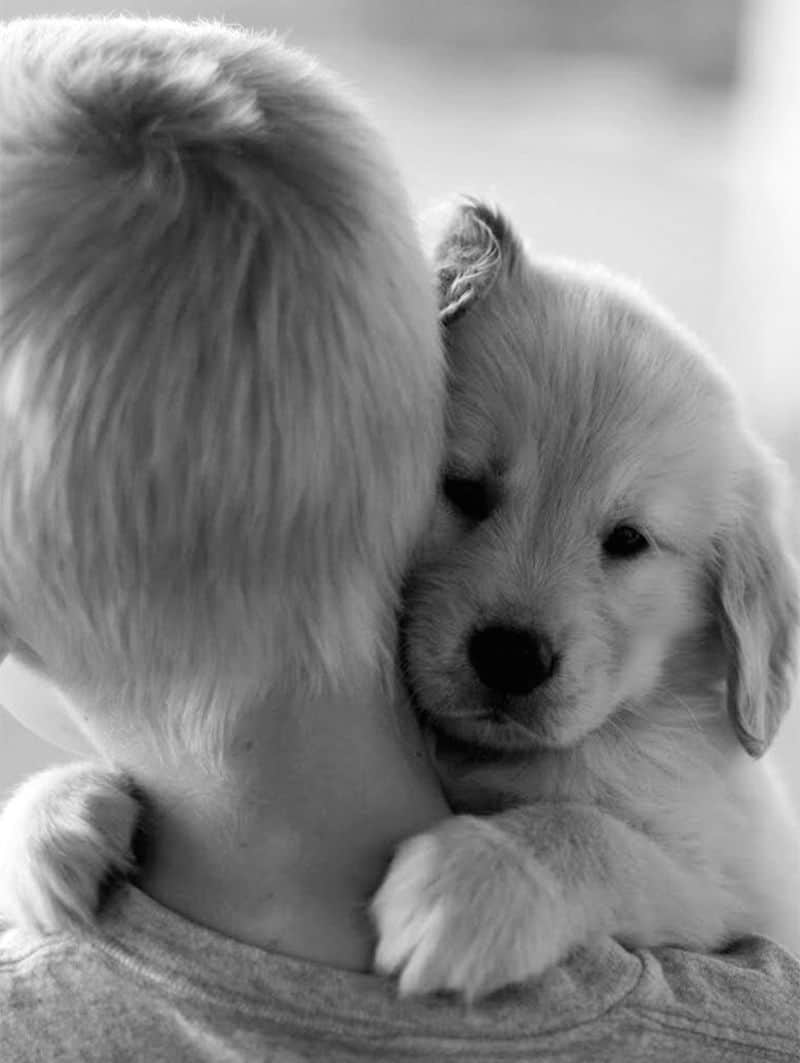 young boy cuddling cute dog